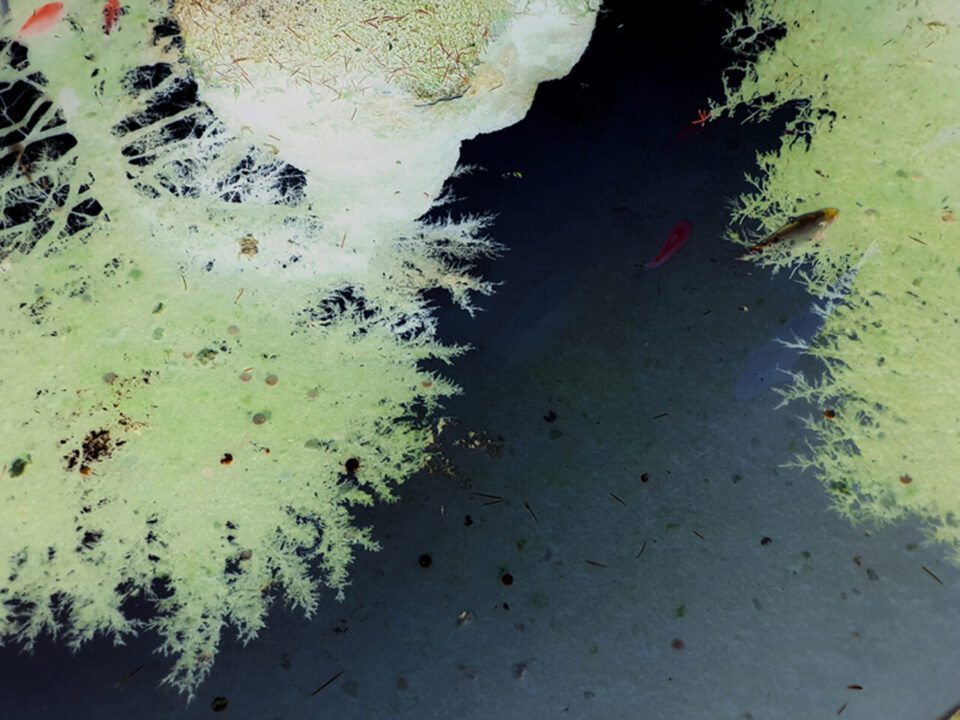 Abracadabra utopia verde, 2018, stampa gicleé su carta Hahnemuhle 3/3, misure variabili